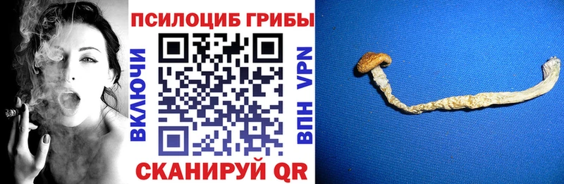 Галлюциногенные грибы Psilocybine cubensis  Великие Луки 