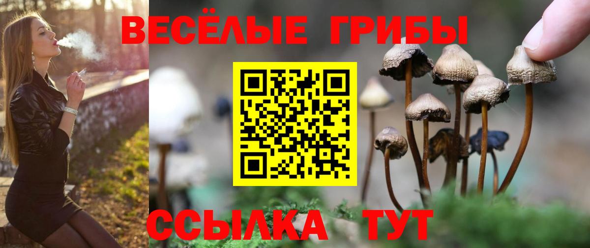 Галлюциногенные грибы Psilocybine cubensis Великие Луки